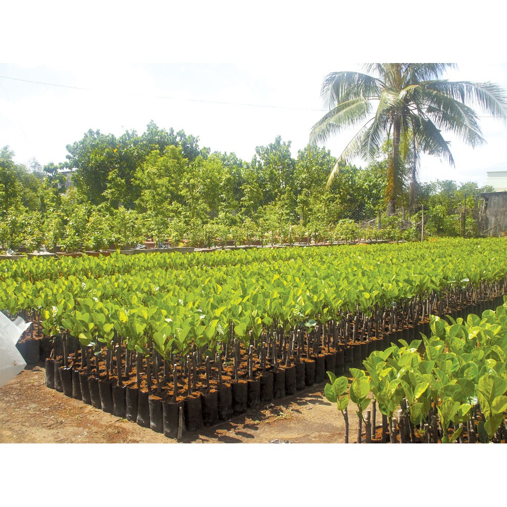 Túi bầu ươm cây giống nhiều size