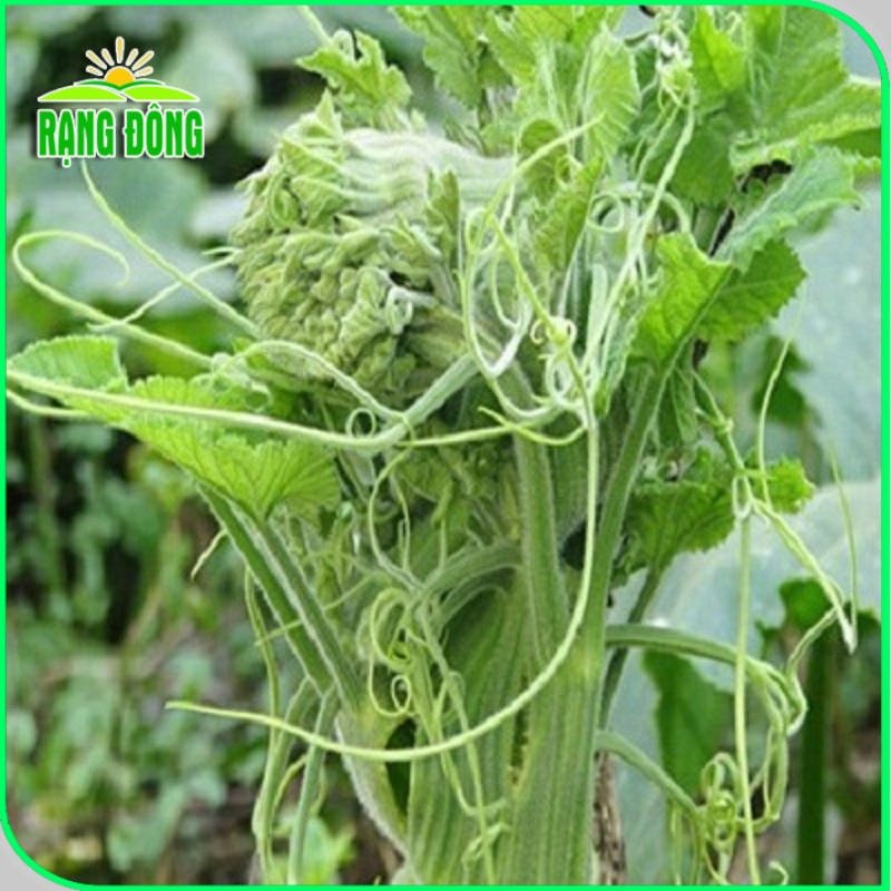 Hạt giống Bầu Siêu Ngọn, dễ trồng, ít chăm sóc, trồng được quanh năm (gói 5gr) - Hạt giống Rạng Đông