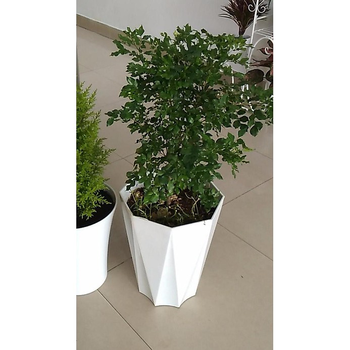 Chậu nhựa  CỠ LỚN DÀY tám cạnh trồng hoa, trồng cây giả sứ (KT: 31cm x Cao 40cm)