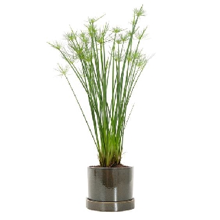 Cây Thủy Trúc Thái (CYPERUS HASPAN)