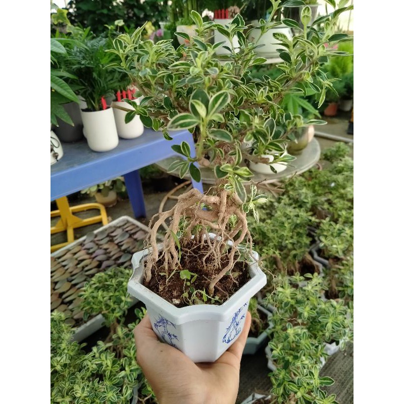 Cây Bạch Tuyết Mai dáng bonsai để bàn