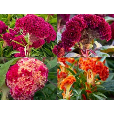 Hạt giống mào gà búa( tặng kèm phân bón và kích mầm)