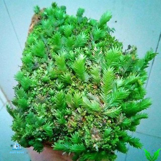 Rêu thủy sinh Phượng Vĩ