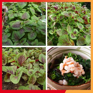 Hạt giống rau dền khoang ( 20gr)