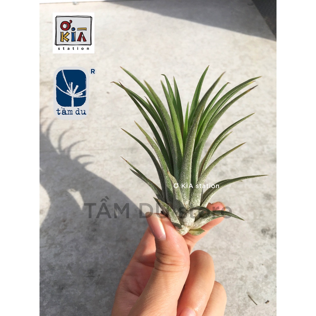 Cây không khí Ionantha giá rẻ