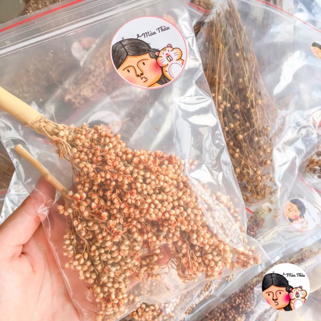 Cành nguyên hạt bo bo trắng cho Hamster