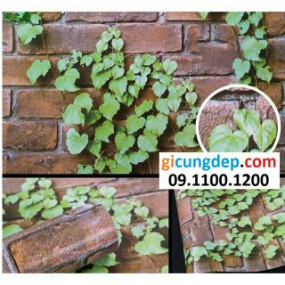 14m (7m2) Giấy dán tường dây leo gạch cũ
