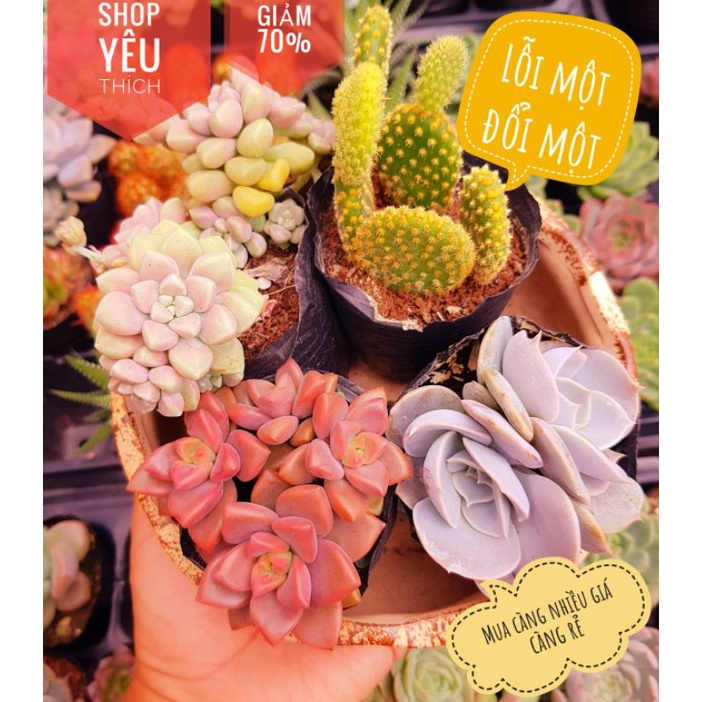 Combo sen đá 4 cây ngẫu nhiên