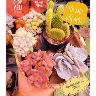 Combo sen đá 4 cây ngẫu nhiên