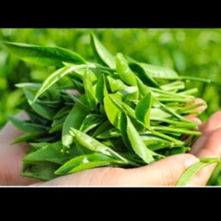 Bột trà xanh nguyên chất Thái Nguyên