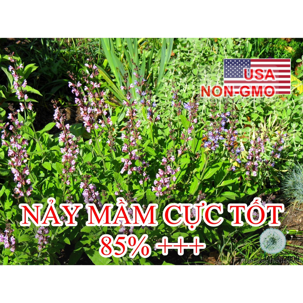 20h Hạt Giống Xô Thơm Sage