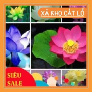 💓🌟Hạt giống Hoa Sen Mini Nhật 💥🥰5 Hạt (5 Màu) chất lượng cao