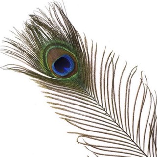 combo của khách đặt lông công tài lộc