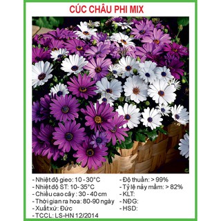Hạt giống cúc châu phi mix 20 hạt/ gói