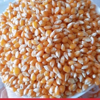 Combo hạt ngô mỹ làm bắp rang bơ 5kg