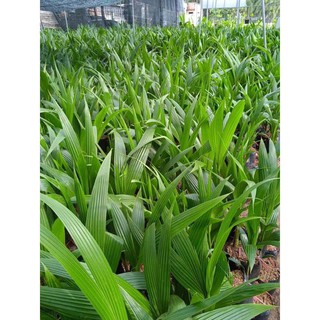 Dừa xiêm đỏ lùn 29k/1 cây
