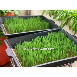 100GR - HẠT GIỐNG CỎ LÚA MÌ ( LÚA MẠCH ) - CỎ MÈO.
