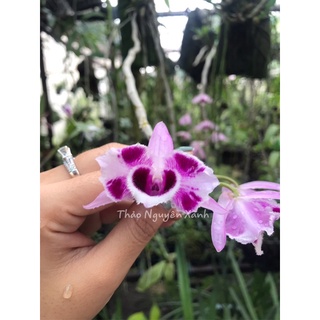Trầm 6 mắt ươm kie tự nhiên chuẩn mặt hoa rất thơm