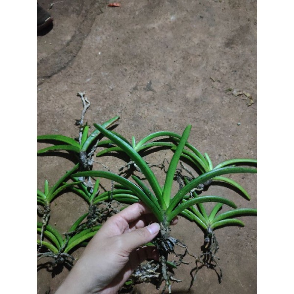 10cây lan đuôi sóc rừng