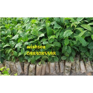 Cây xạ đen (combo 2 cây)