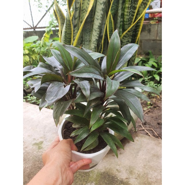 Cây thủy sinh các loại.