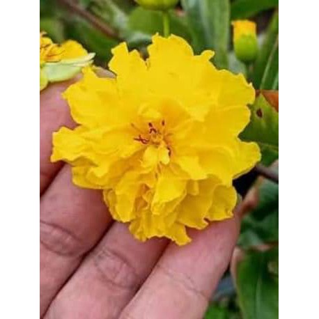 2 Cây Mai Cúc Vạn Thọ