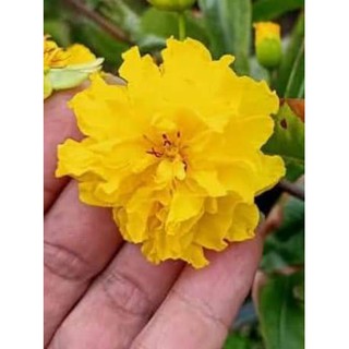 2 Cây Mai Cúc Vạn Thọ