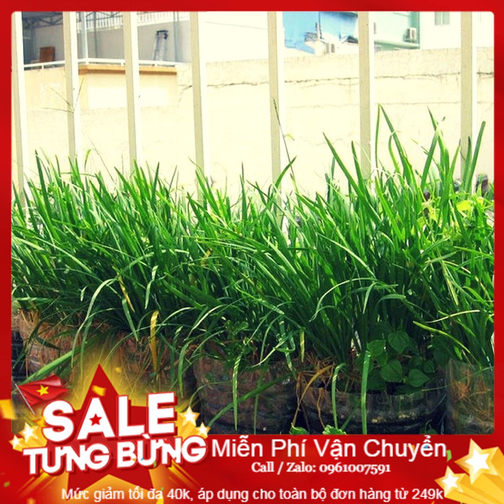 Hạt Giống Hẹ Ta - 5 Gram Hạt