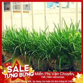 Hạt Giống Hẹ Ta - 5 Gram Hạt