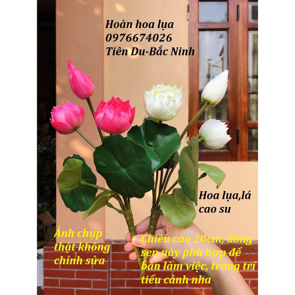Hoa sen mini cao cấp, cao 20cm, phù hợp trang trí studio, bàn làm việc