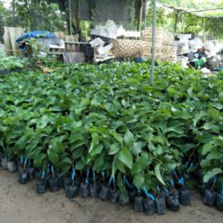 Cây na đài loan