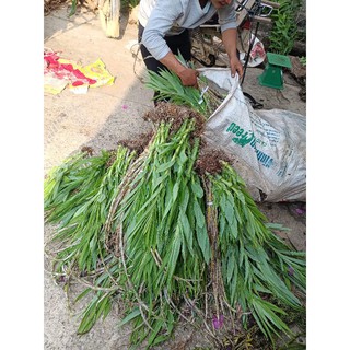 Lan Hạc đỉnh Thunia.