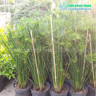 Cây thủy trúc thái trồng sân vườn