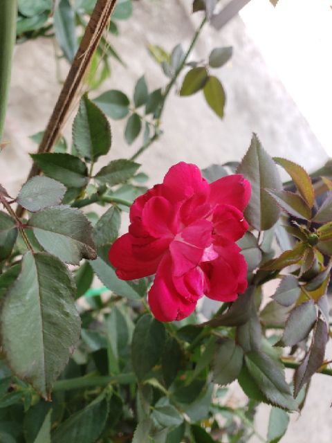Hoa hồng Cổ Huế
