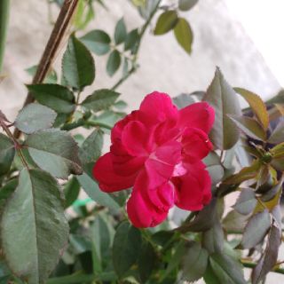 Hoa hồng Cổ Huế son(tặng kèm phân bón)