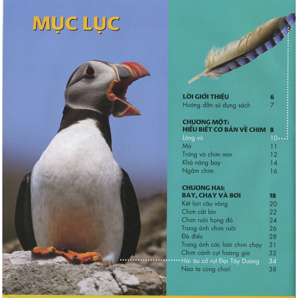 Sách Cuốn Sách Lớn Đầu Tiên Của Tớ: Chim (Tái Bản 2021)