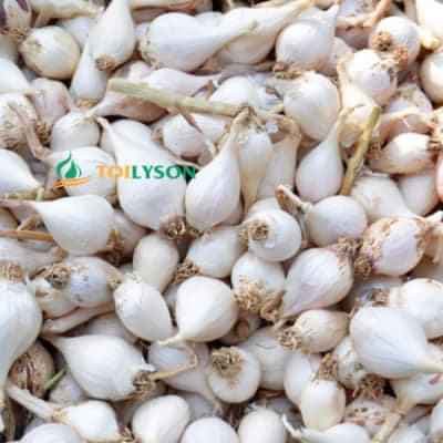 TÚI 500gr TỎI CÔ ĐƠN LÝ SƠN ( TỎI MỒ CÔI, TỎI 1 TÉP )
