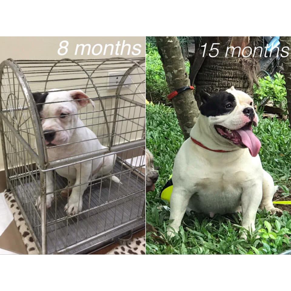 Men Tiêu Hóa Cho Chó PROZYME PET NUTRITION, Hổ Trợ Đường Ruột, Giúp Cún Cưng Hấp Thu Tối Đa Chất Dinh Dưỡng