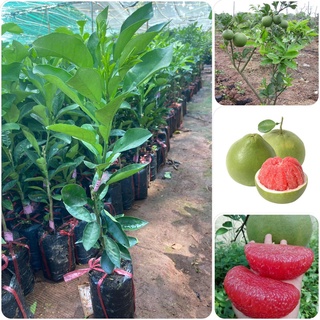 Cây giống bưởi không hạt da xanh bến tre. .