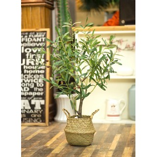 Cây ô liu - cây olive cao 80cm