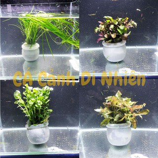 1 CHẬU MINI ĐỂ CẮM CÂY THỦY SINH(KHÔNG BAO GỒM CÂY, CHỈ CÓ CHẬU) ,ĐỦ MÀU SẮC