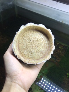Chén cho tép ăn ( Gốc cây giả đá)