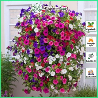 Hạt giống hoa dạ uyên thảo nhiều màu, thích hợp trồng chậu treo - ảnh sản phẩm 1
