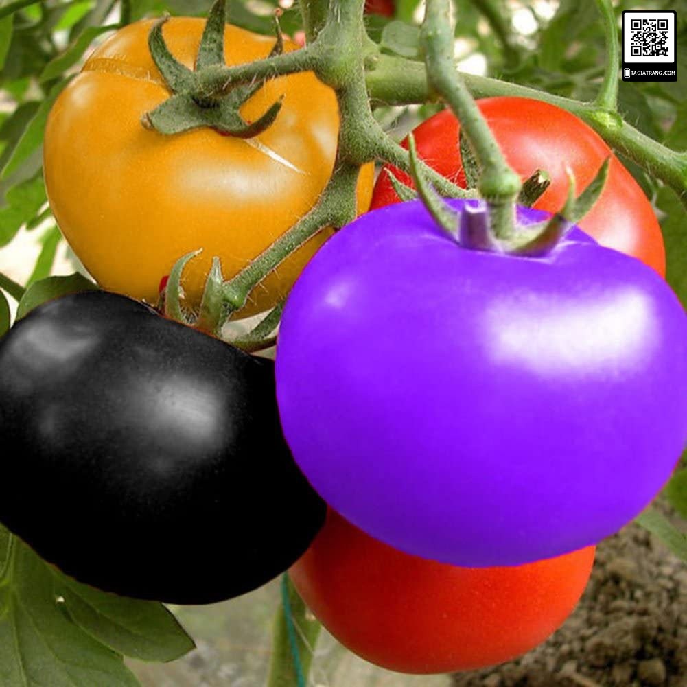 Hạt giống cà chua cầu vồng độc lạ (Gói 15-20 hạt)