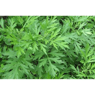 Chậu cây ngải cứu- Thảo mộc sân vườn- Trang trí cảnh quan sân vườn-Cây hoa kiểng Đồng Tháp