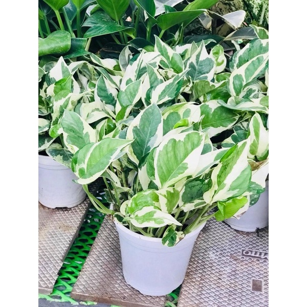 Cành giống trầu bà Ngọc thủy/ Epipremnum aureum ‘Snow Queen’