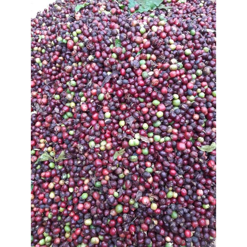 Cafe nguyên chất robusta đặc biệt gói 500g | BigBuy360 - bigbuy360.vn