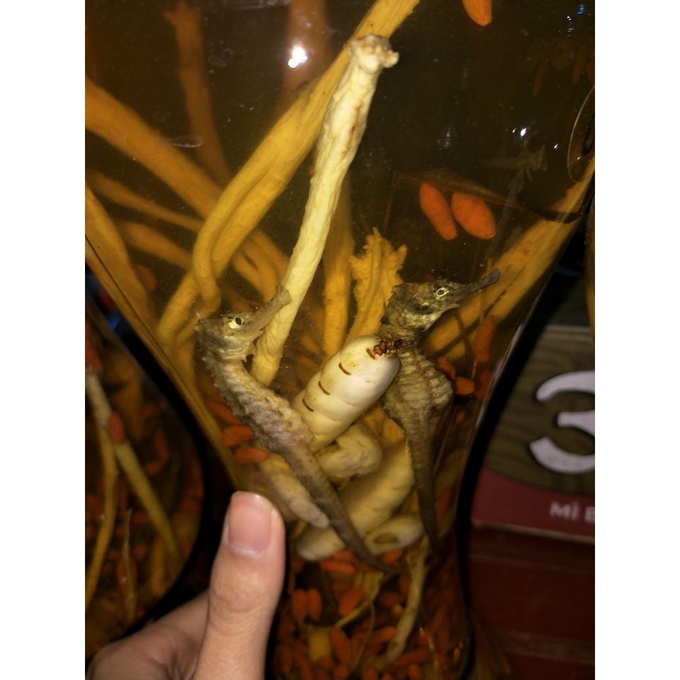 Combo Cá Ngựa Ngâm Bình 1,5 lít