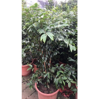 Nho gỗ đang trái 12 vụ
