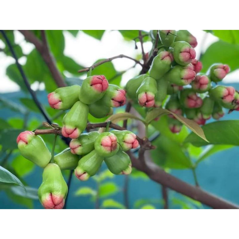 Mận đường xanh